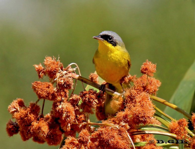 ARAÑERO CARA NEGRA (Geothlypis aequinoctialis) - Colonia Wilson-SAN JOSE (Setiembre 2011)